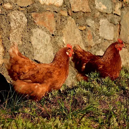 Ca Du Praettu 게스트하우스 3*